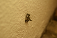 Plusiini