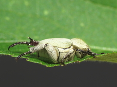 Hoplia chlorophana