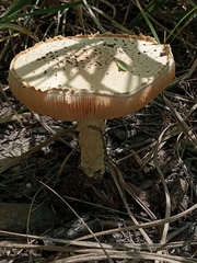 Saproamanita foetidissima