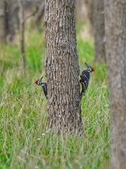Dryocopus