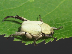 Hoplia chlorophana