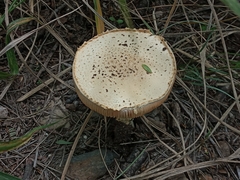 Saproamanita foetidissima
