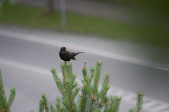 Turdus merula