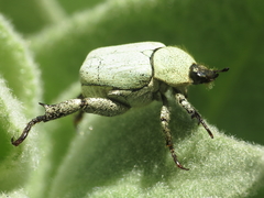 Hoplia chlorophana