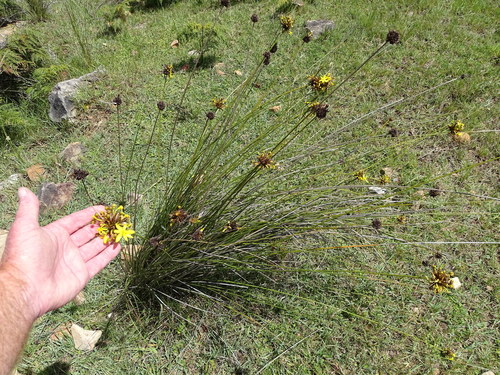 Image of Bobartia orientalis by (c) Shaun Swanepoel, some rights reserved (CC BY)