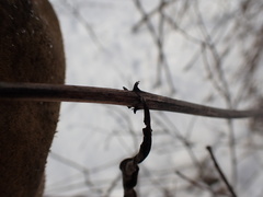 Veronicastrum virginicum