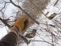 Veronicastrum virginicum