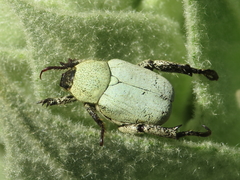 Hoplia chlorophana