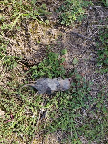 North African White-toothed Shrew (Crocidura pachyura)