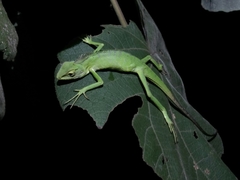 Bronchocela jubata