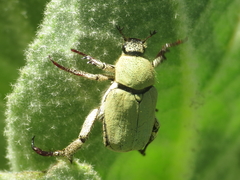 Hoplia chlorophana