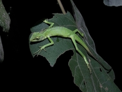Bronchocela jubata