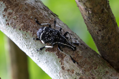 Tophoderes frenatus