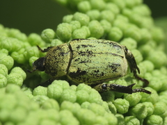 Hoplia chlorophana