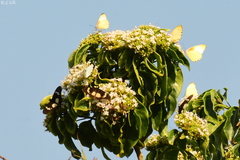Acraea aganice aganice