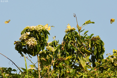 Belenois thysa thysa