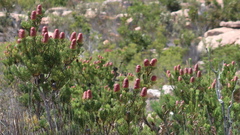 Leucadendron nobile