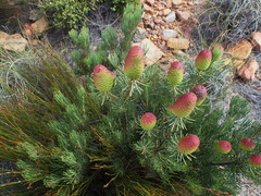 Leucadendron nobile