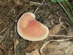 Tricholomopsis rutilans