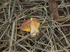 Tricholomopsis rutilans