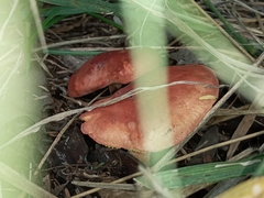 Tricholomopsis rutilans