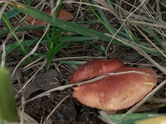 Tricholomopsis rutilans