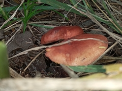 Tricholomopsis rutilans