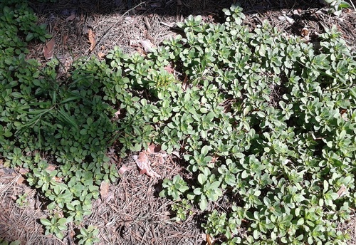 Phedimus hybridus