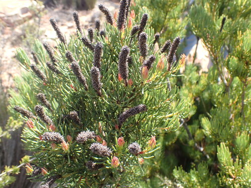Image of Leucadendron nobile by no rights reserved