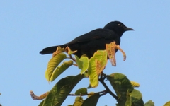 Onychognathus walleri