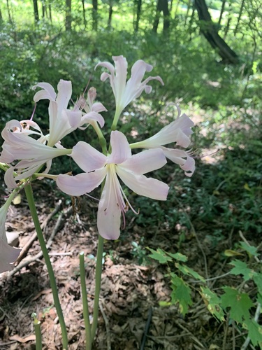 Lycoris squamigera