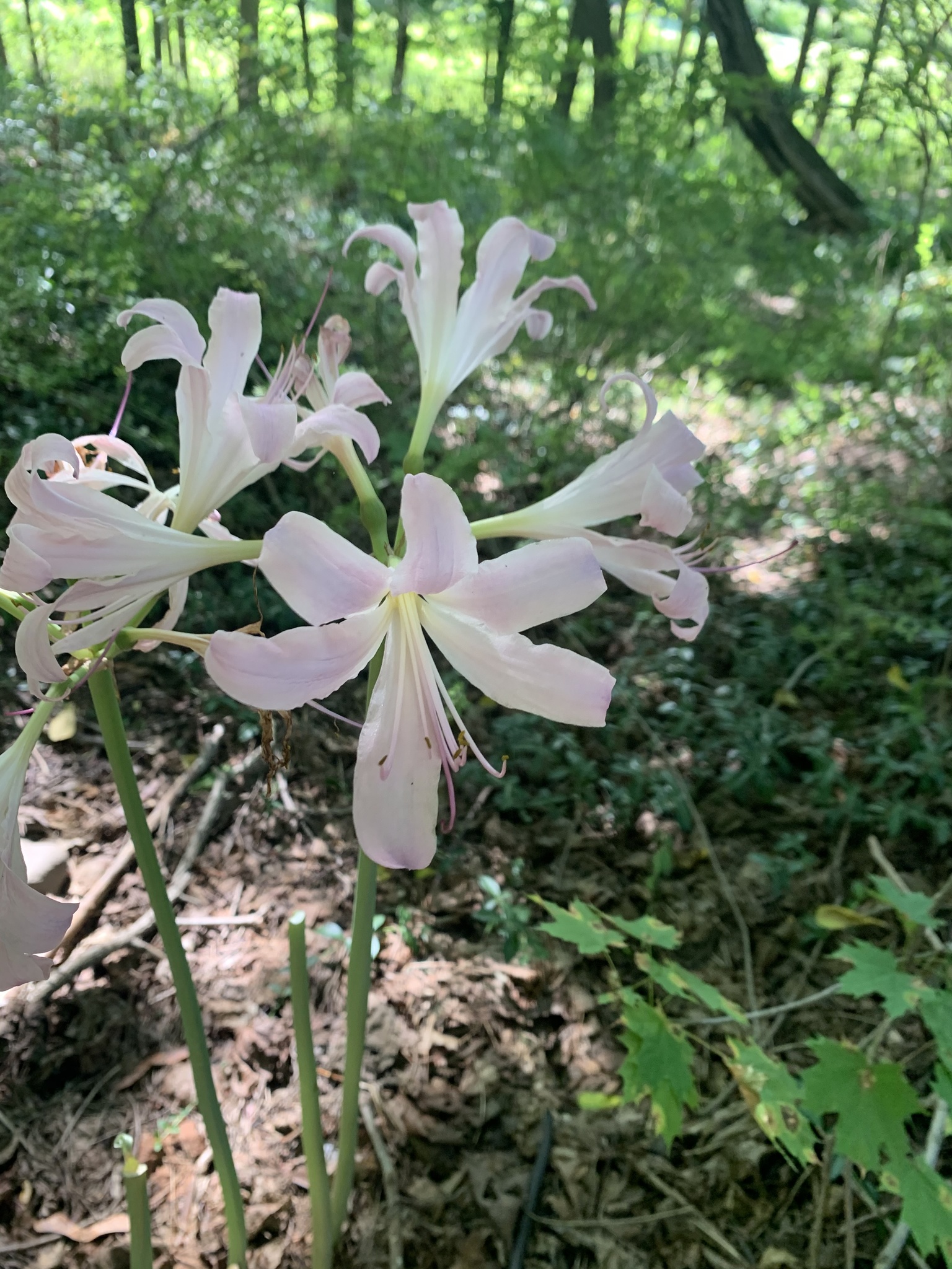 Lycoris squamigera: Herkunft und Verwendung — foto 2