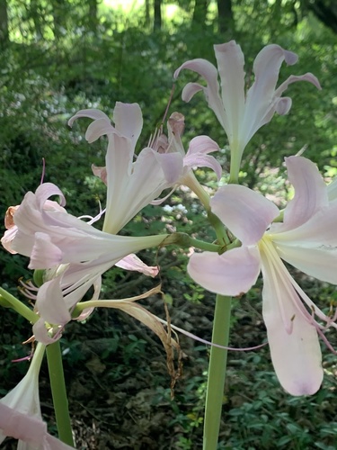 Lycoris squamigera