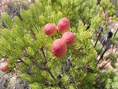 Leucadendron nobile