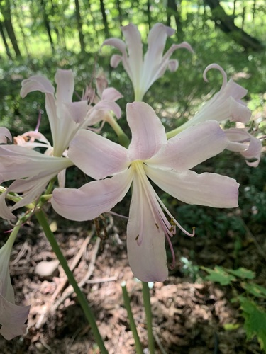 Lycoris squamigera