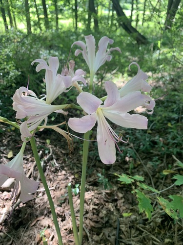 Lycoris squamigera