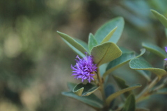 Lepidaploa karstenii