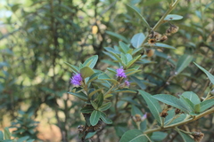 Lepidaploa karstenii