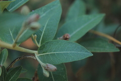 Lepidaploa karstenii