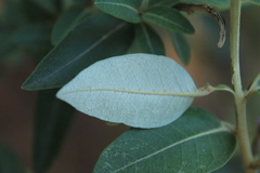 Lepidaploa karstenii