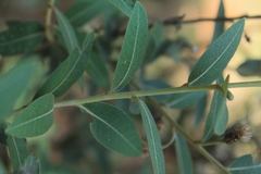 Lepidaploa karstenii