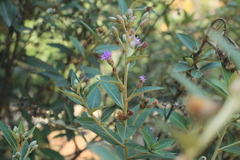 Lepidaploa karstenii