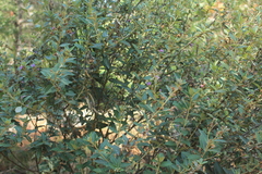 Lepidaploa karstenii