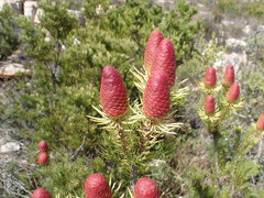 Leucadendron nobile