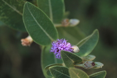 Lepidaploa karstenii