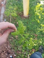 Chaerophyllum tainturieri