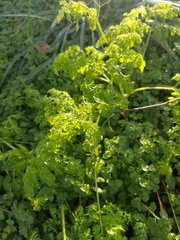 Chaerophyllum tainturieri