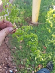 Chaerophyllum tainturieri