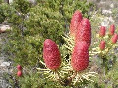 Leucadendron nobile