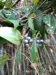 Smilax glabra